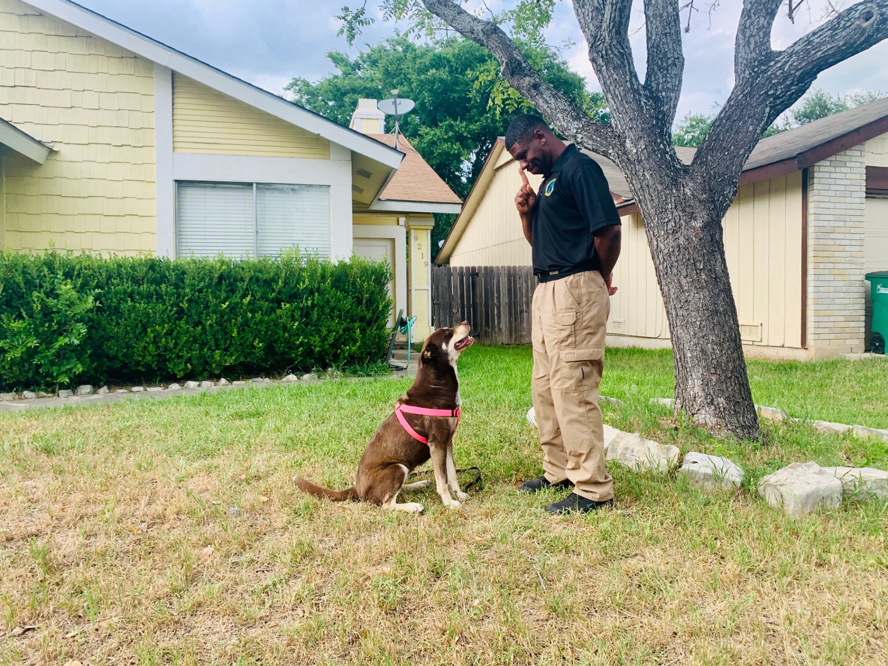 Dog in harness working a stay with Jamaal in a front yard