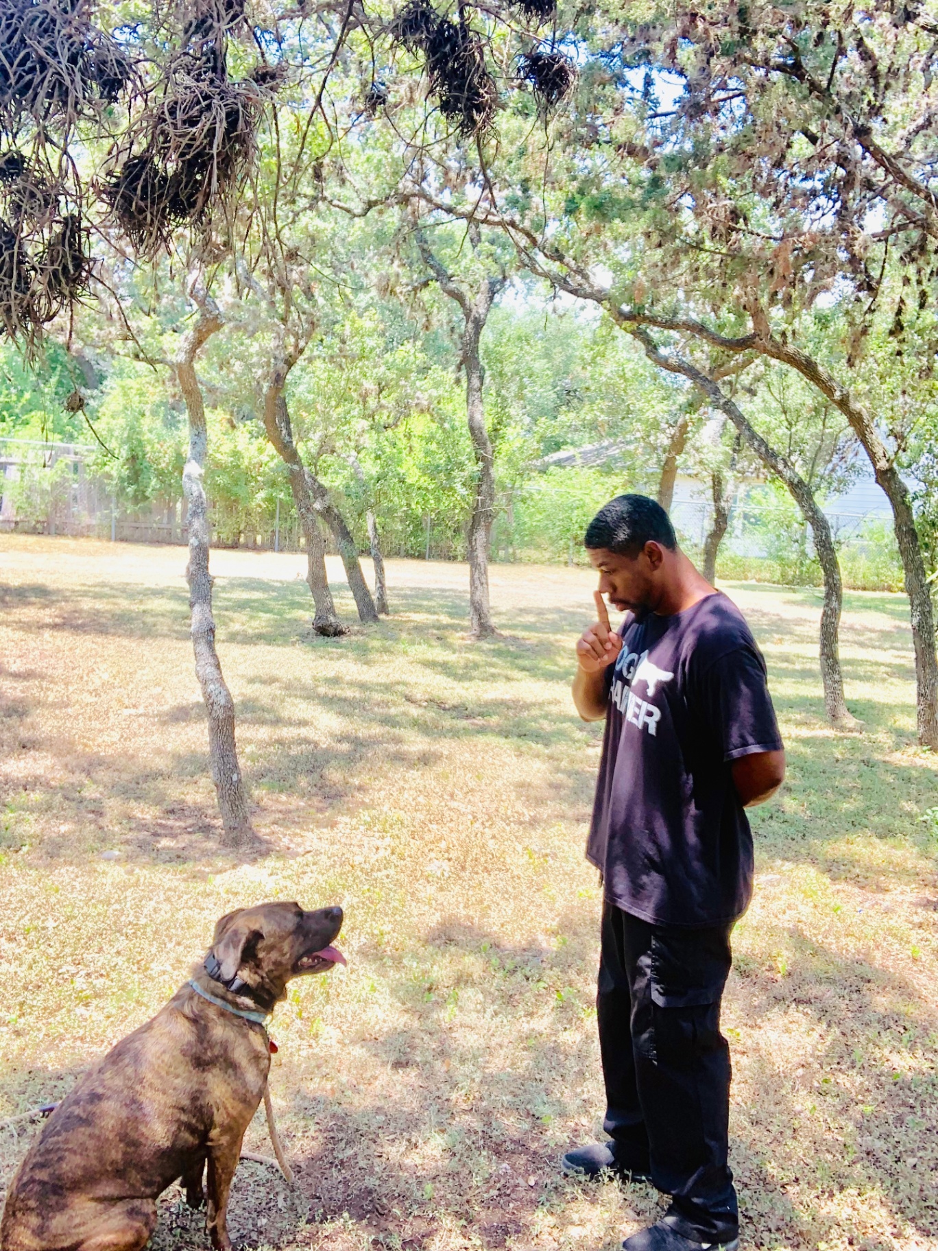 Student dog holding a calm sit on leash during a session