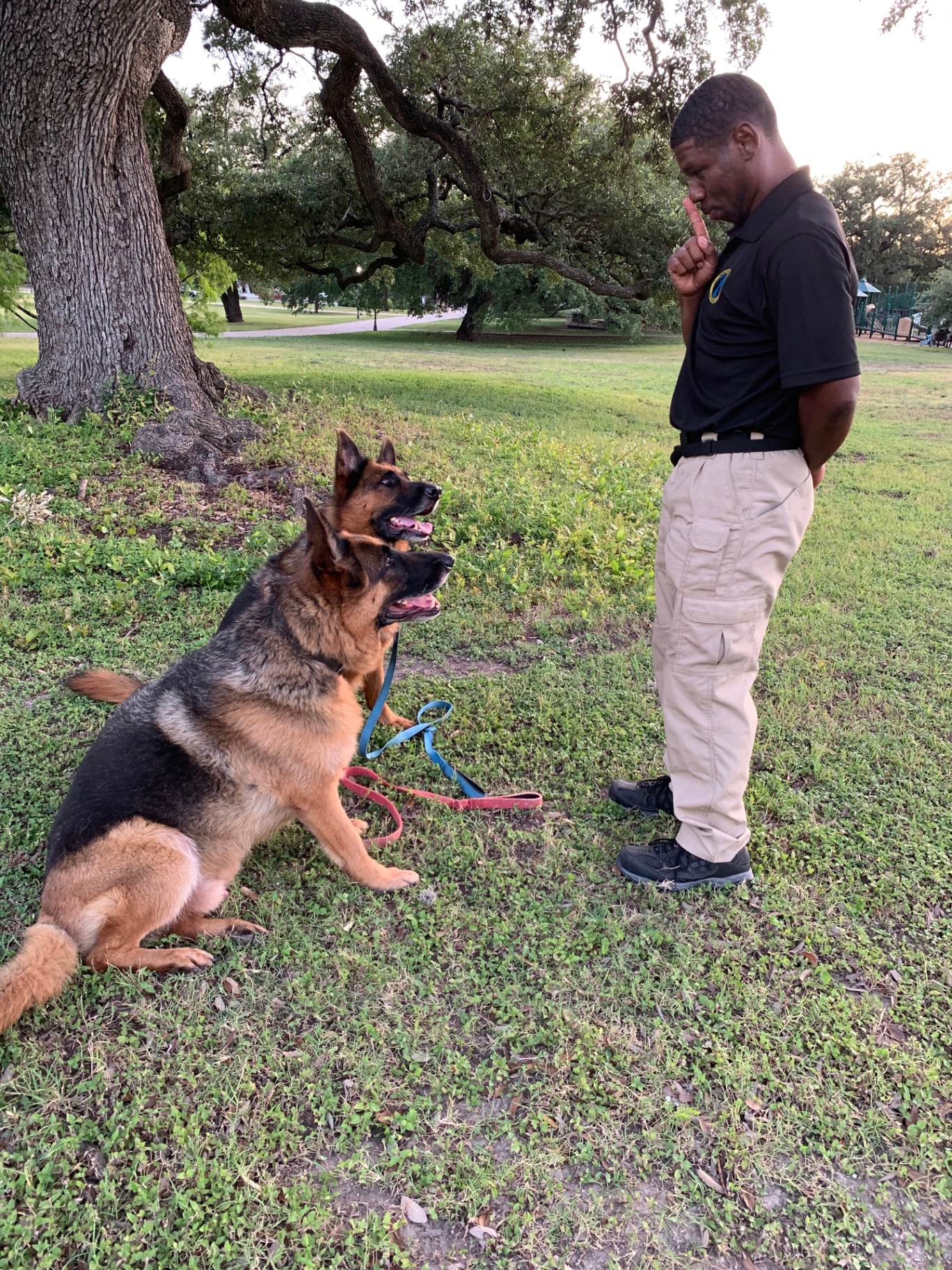 German shepherd holding a calm sit beside Jamaal in the park