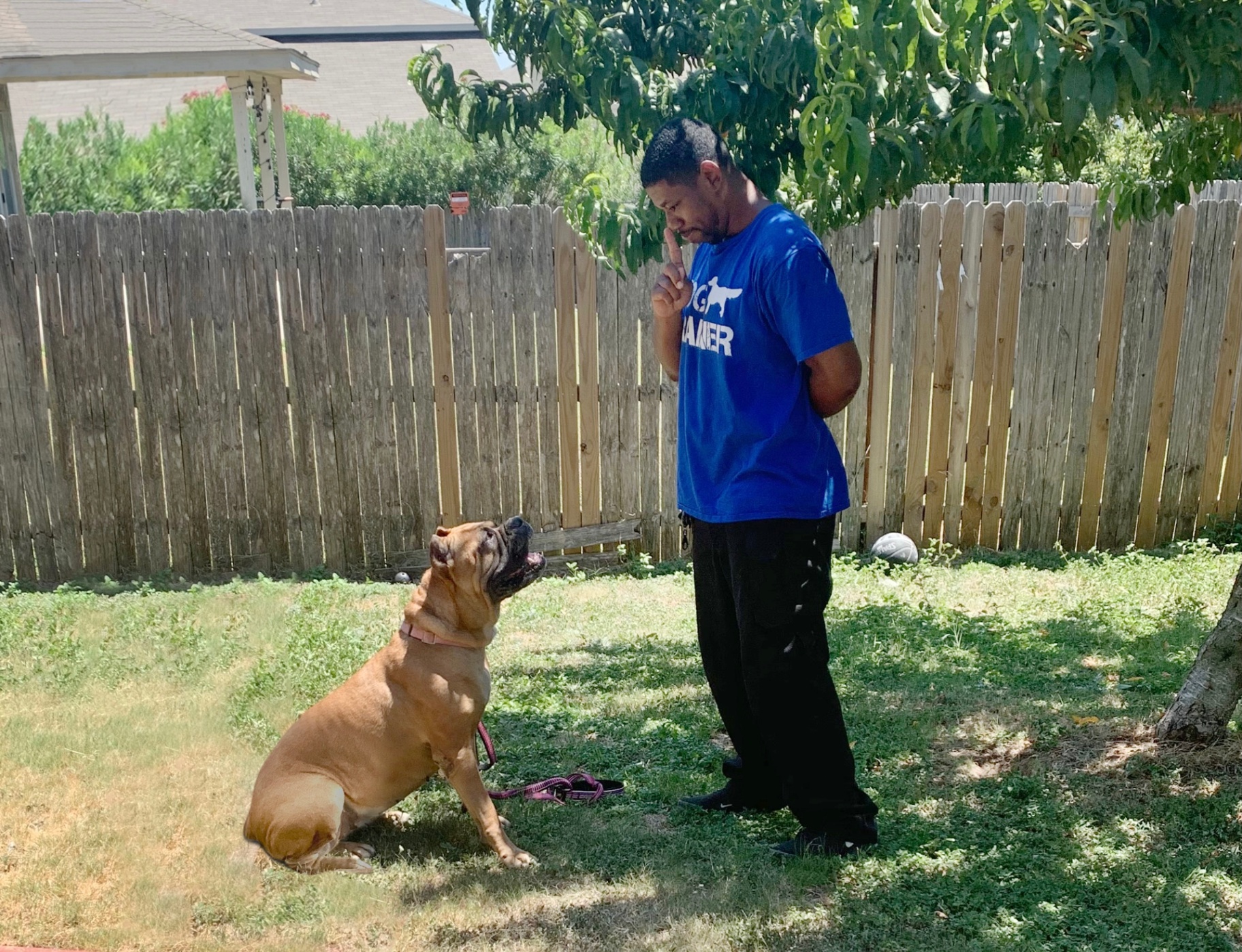 Trainer observing a dog during a session