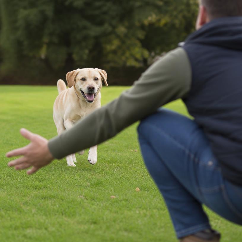 Dog running toward owner during a recall