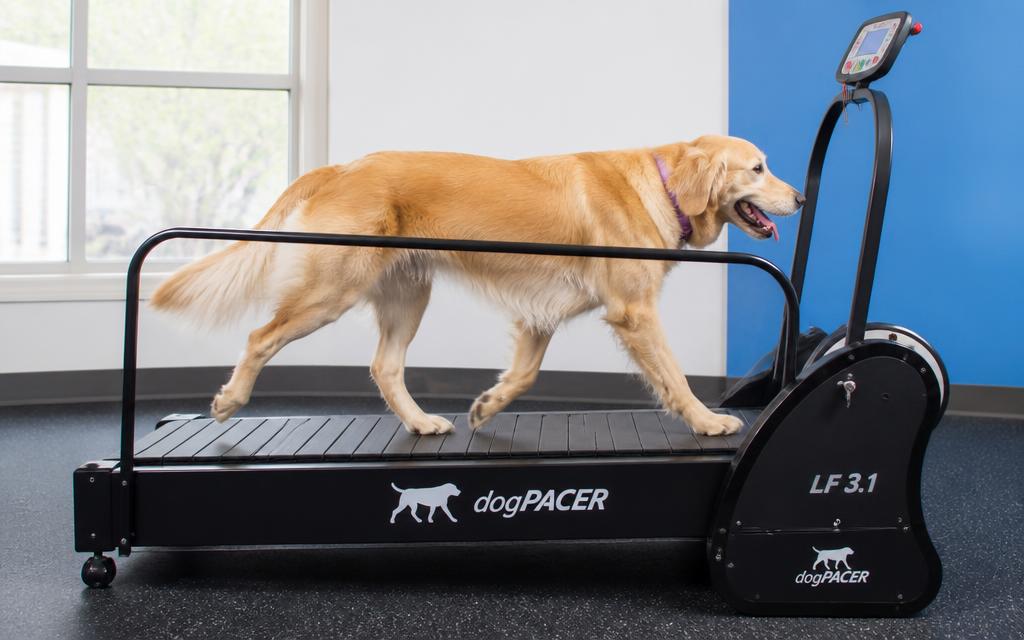 Dog walking on a canine treadmill during a structured exercise session